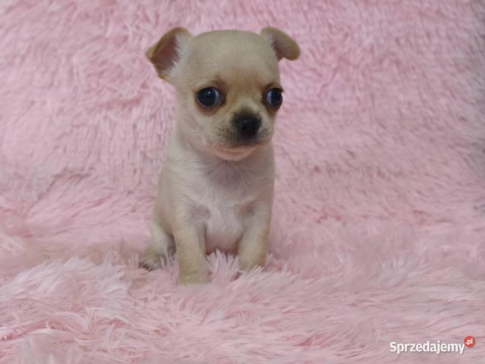 Chihuahua krótkowłosa sunia ZKwP FCI Świnoujście