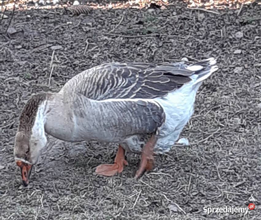 Gęsi Kubańskie Zaborówek