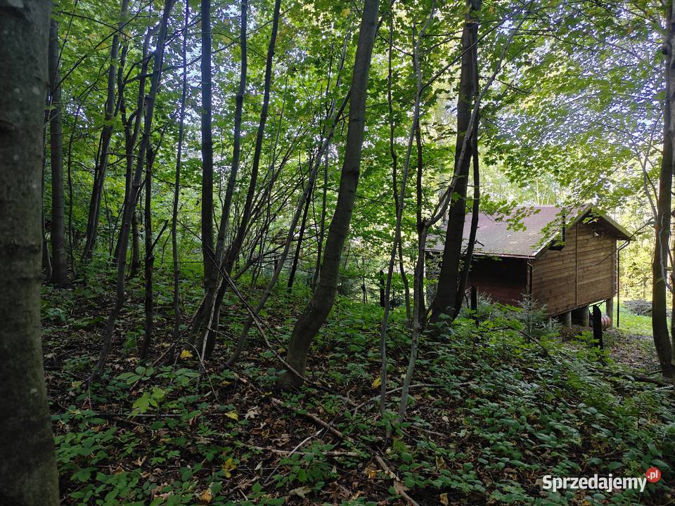 Działka leśnorekreacyjna 3 194 m Cergowa gm 22zł/m2 sprzedam