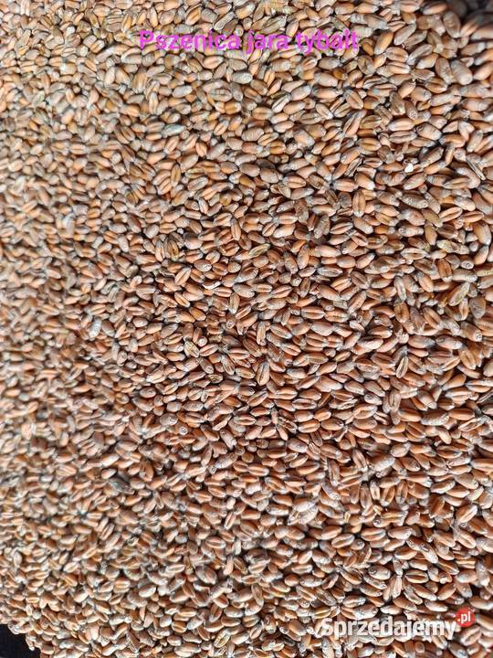 Pszenica jara tybalt Produkcja roślinna Wola Idzikowska