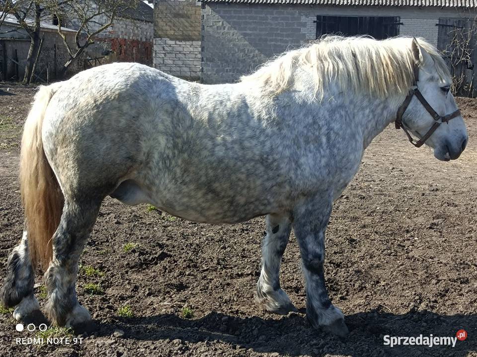 Klacz zimnokrwista zrebna Konie