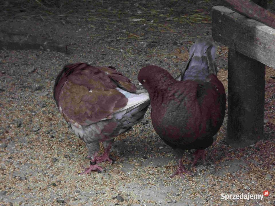 sprzedam gołebie podkarpackie Podborze