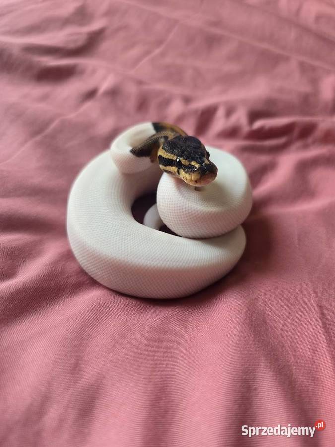 Pyton królewski BP Pied Suwałki sprzedam