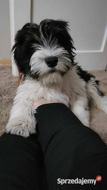 polski owczarek nizinny Jarosław