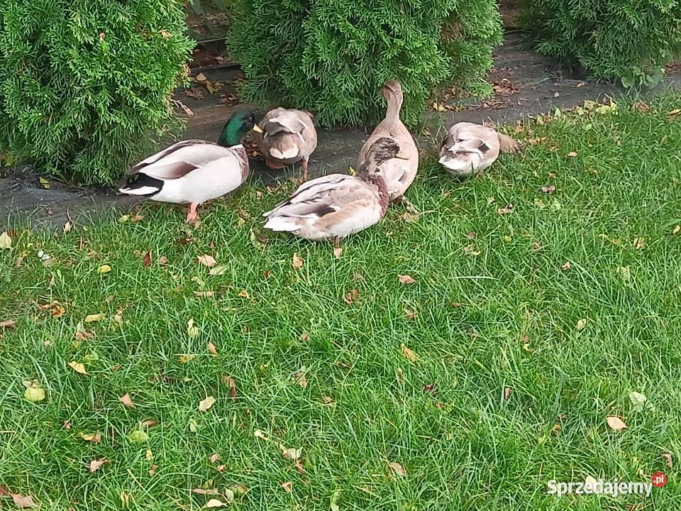 Kaczki call duck Ptaki mazowieckie