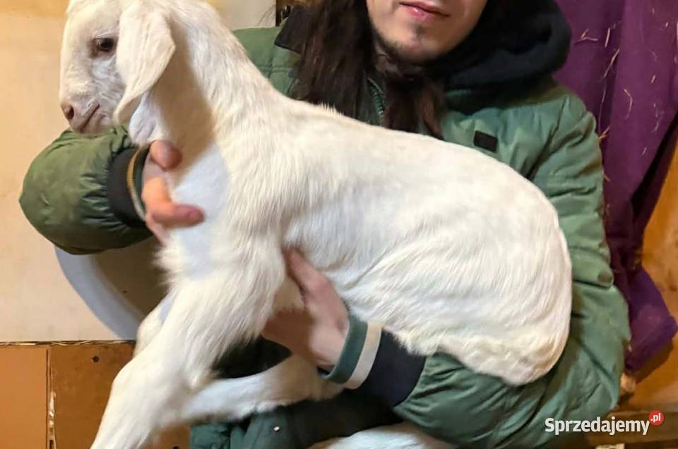 Koziołki Mszczonów sprzedam