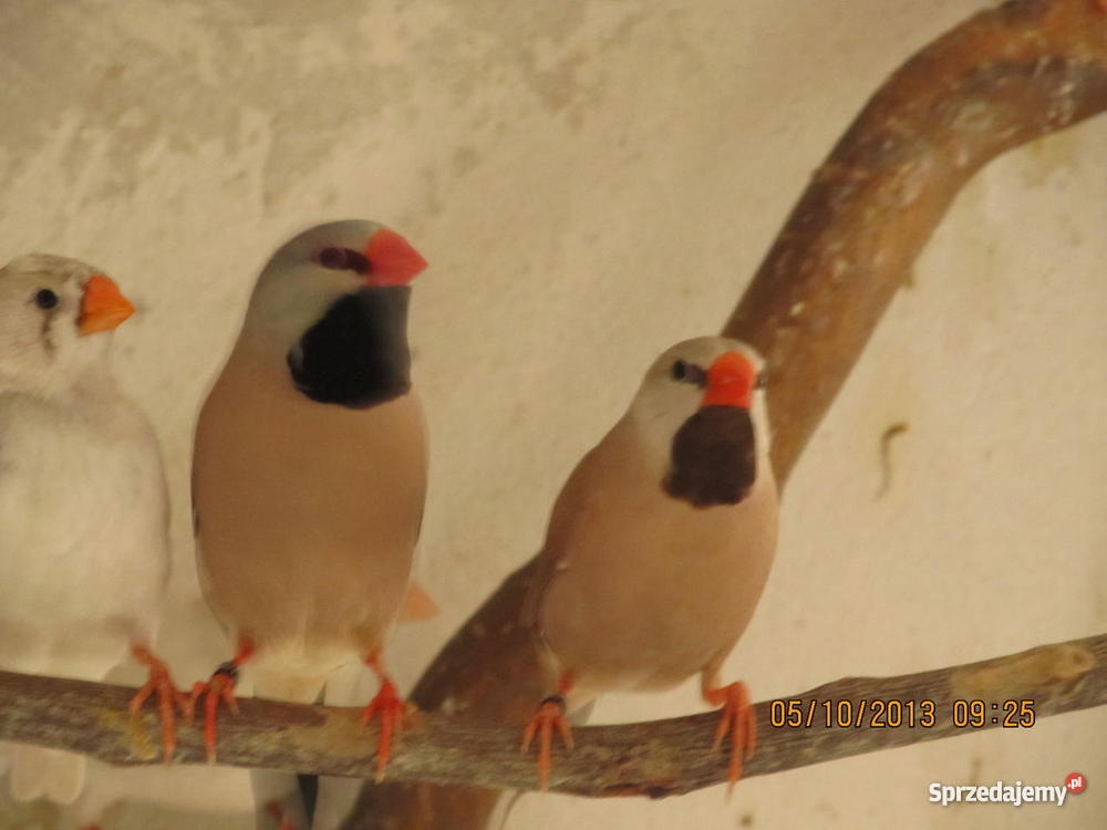 Amadyny Ostrosterne Lidzbark sprzedam