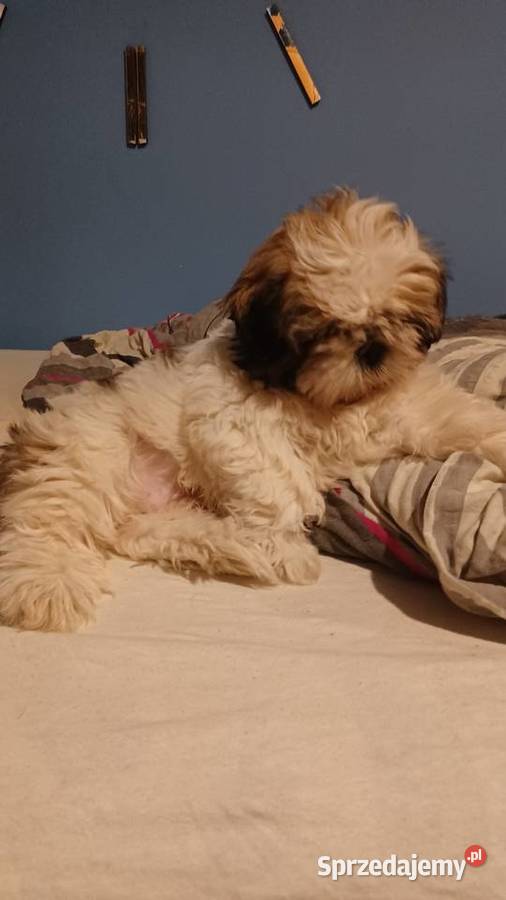 Szczeniaczek shih tzu puchate perełki Lubartów sprzedam