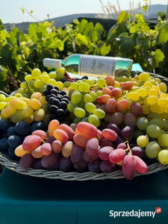 Winogrono deserowe Muscat Bleu Sadzonki Łazy Brzyńskie