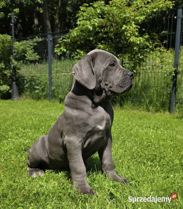Szczeniaki Cane Corso ZKwP FCI Gończyce