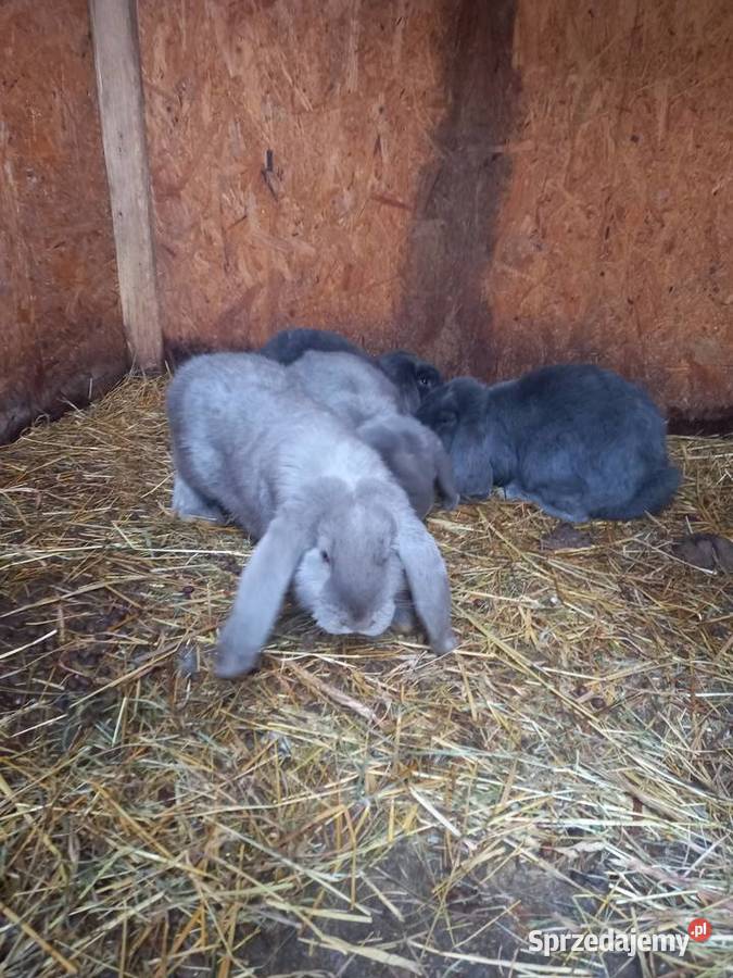 Królik baran francuski niebieski i lawendowy Gryzonie Szczucin sprzedam
