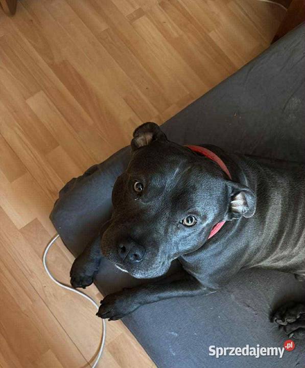 Pięknymocnejbudowy Amstaff zaprasza suczki Amstaff świętokrzyskie Jędrzejów