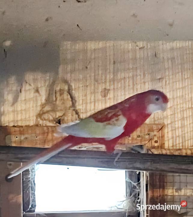 Papużki zmienią dom Rybnik sprzedam