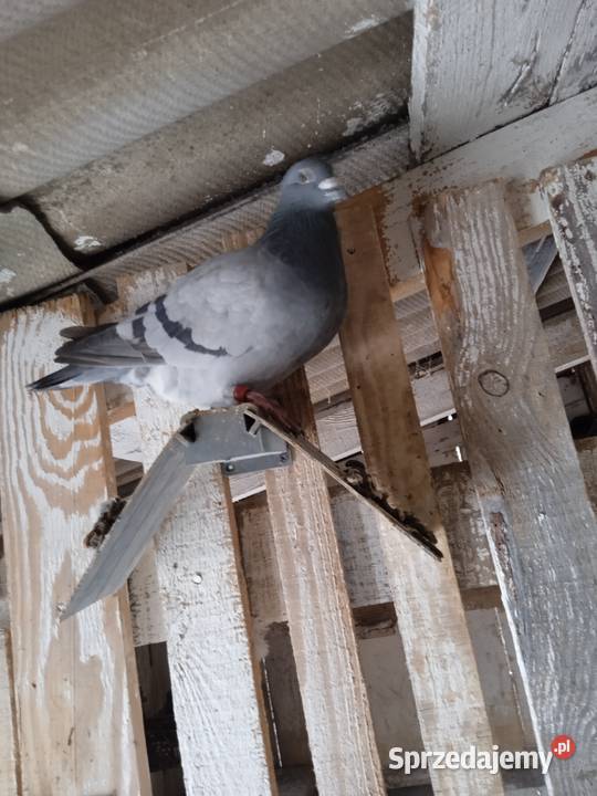 Sprzedam całe stado gołębi pocztowych