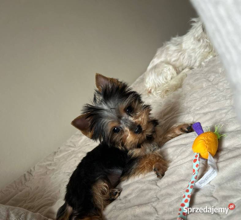 York przepiękne filigranowe szczeniaki Klimontów