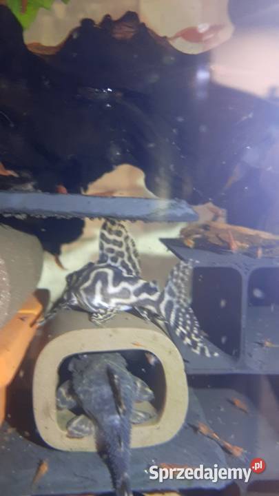 Hypancistrus l236 zbrojnik glonojad sprzedam