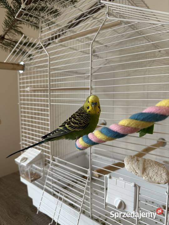 samiec papużki falistej lubelskie