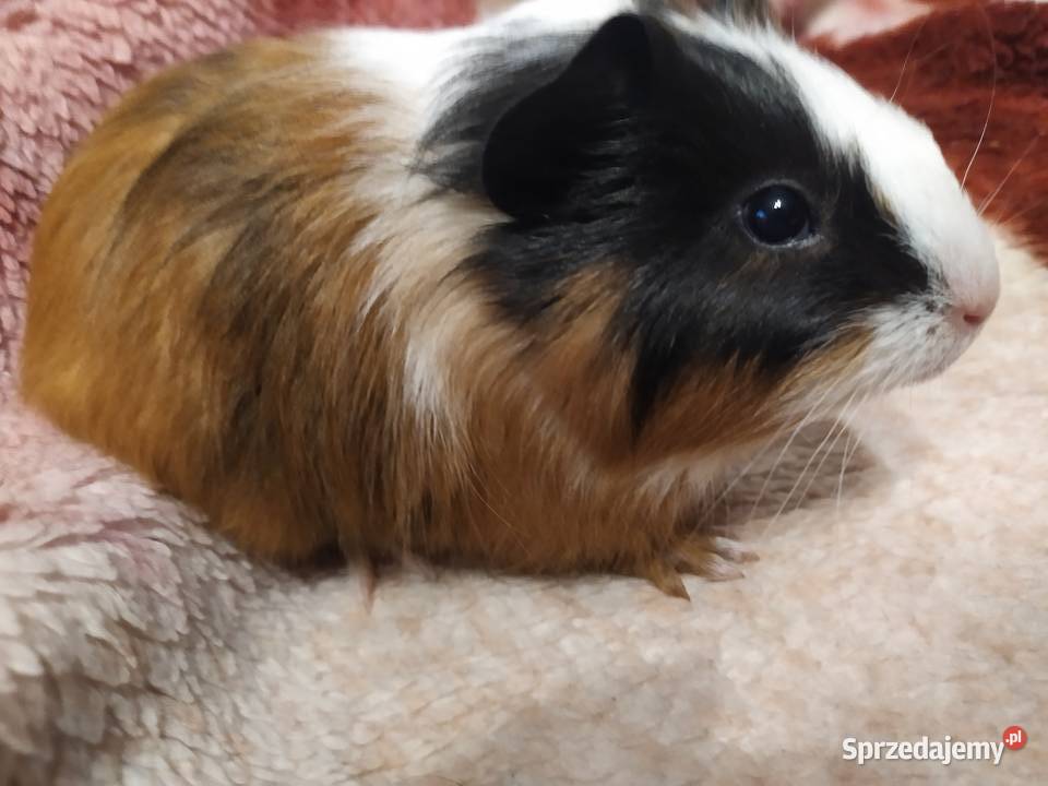 Świnka morska Olsztyn