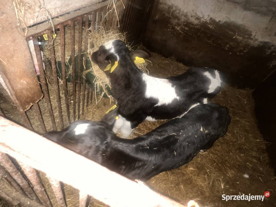 Cielaki 2x 2 parki byczek i jałówka sprzedam w Nowe Skalmierzyce
