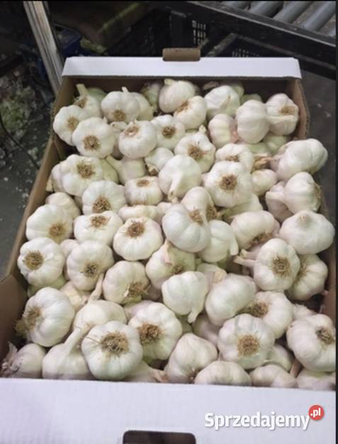 Importujemy czosnek z Hiszpanii w ilościach Rolnictwo Wrocław