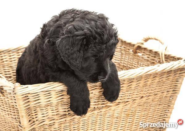 Szczeniak czarny terier rosyjski  rodowód sprzedam