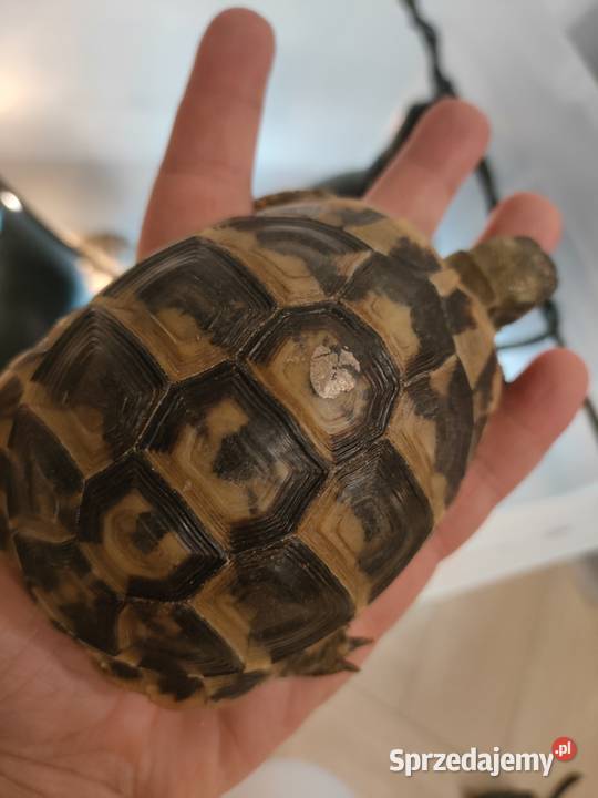 Żółw Grecki Zółw Lądowy Olsztyn