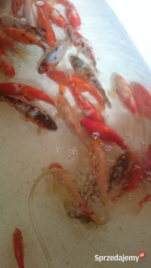 Karaś kolorowyRybki do oczka wodnego dolnośląskie Nowy Kościół