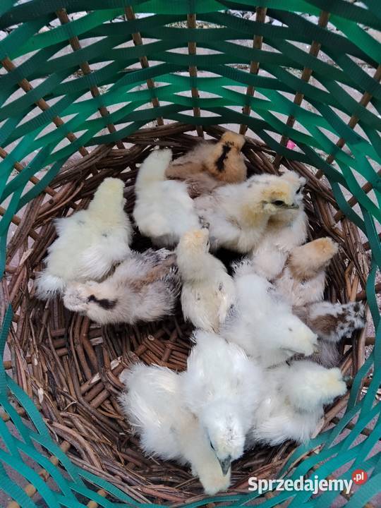 Siłka czubatka Wielbłądzia pisklęta tygodniowe Suchorzów