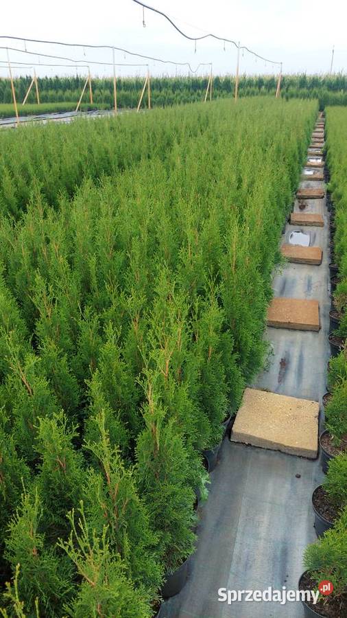 Tuja thuja szmaragd Rośliny wielkopolskie Kołaczkowo