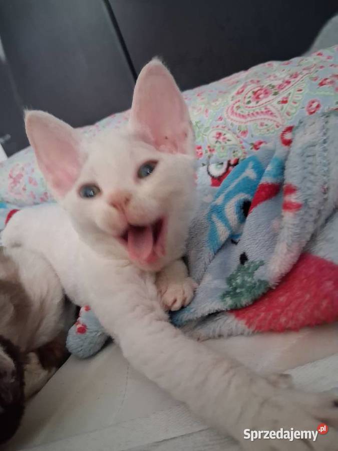 BiaŁa dziewczynka devon rex FPL Devon Rex Wrocław