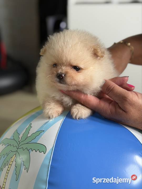 Szpic miniaturowy pomeranian dziewczynka śląskie Gliwice