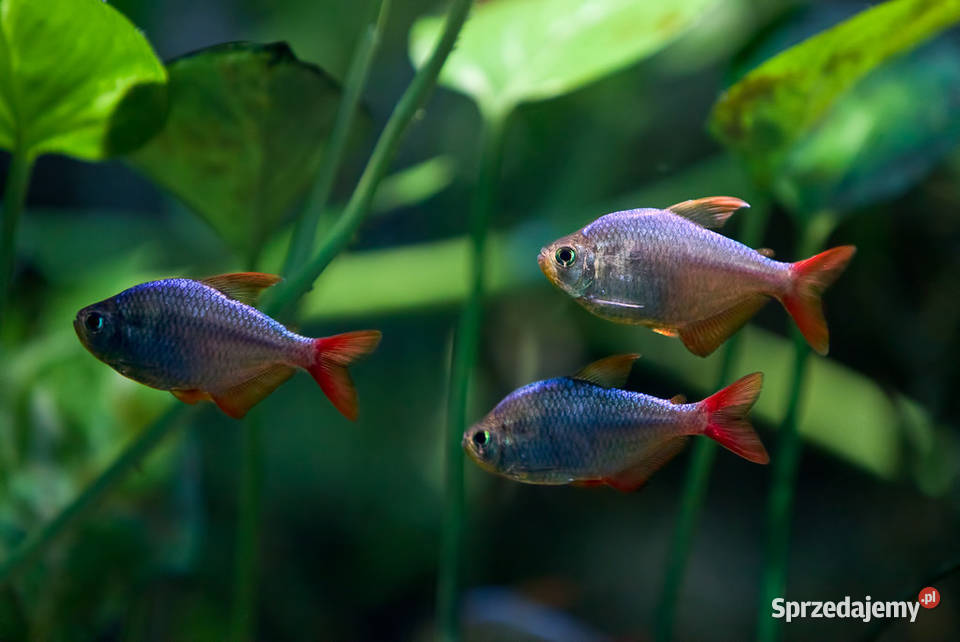 Bystrzyk kolumbijski Hyphessobrycon columbianus pomorskie Gdańsk sprzedam