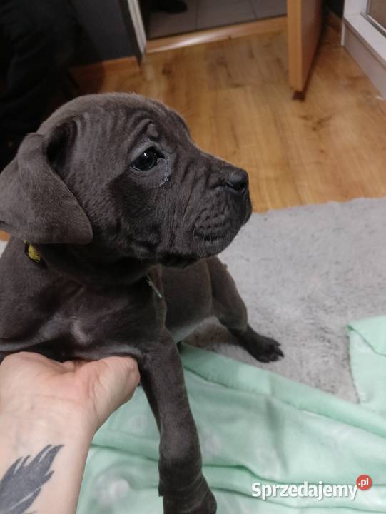 Pieski cane corso Radom sprzedam