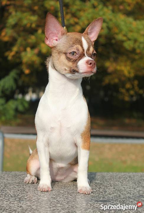 Chihuahua z rodowodem ZKwP łódzkie Zgierz