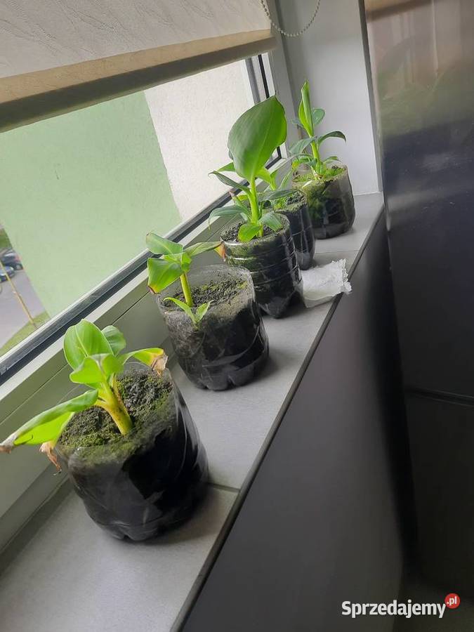 5 kwiatków bananowca Pozostałe Goleniów