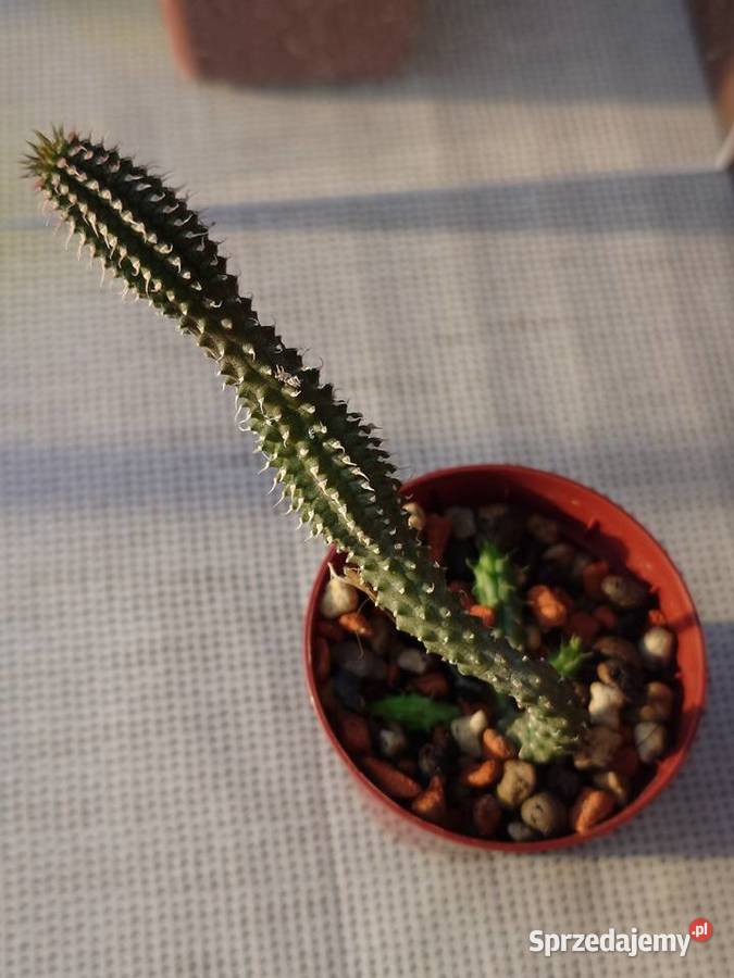 Echidnopsis chrysantha sukulent miniatura Kaktusy i sukulenty mazowieckie Warszawa