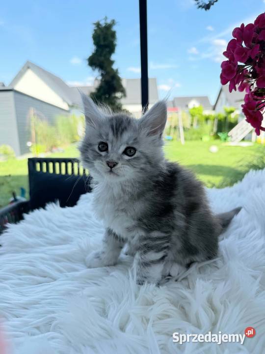 Apollo kocurek Maine Coon Nowa Wieś Lęborska