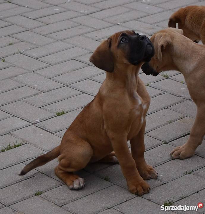 Cane corso Psy Piaski