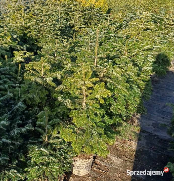 jodła kaukaska rosnąca w donicy kopana cięta60 Grójec