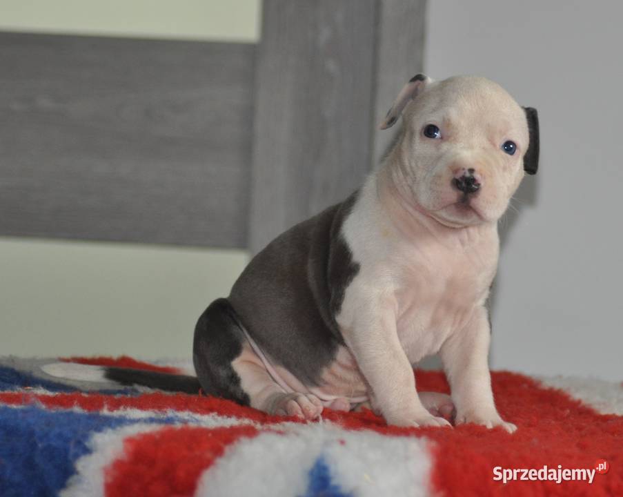 Amstaff zkwp fci BLUE piesek Koziegłowy