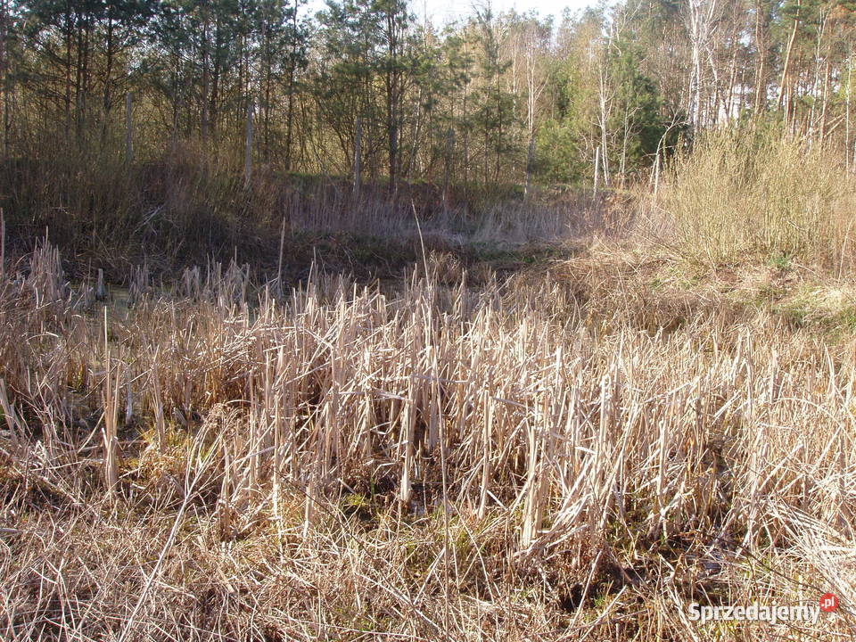 Działka 3000 m z warunkami zabudowy lesie 65m Sprzedaż mazowieckie