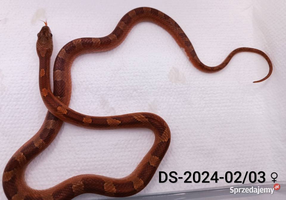 Węże zbożowe Bloodred 66het Amel Hypo