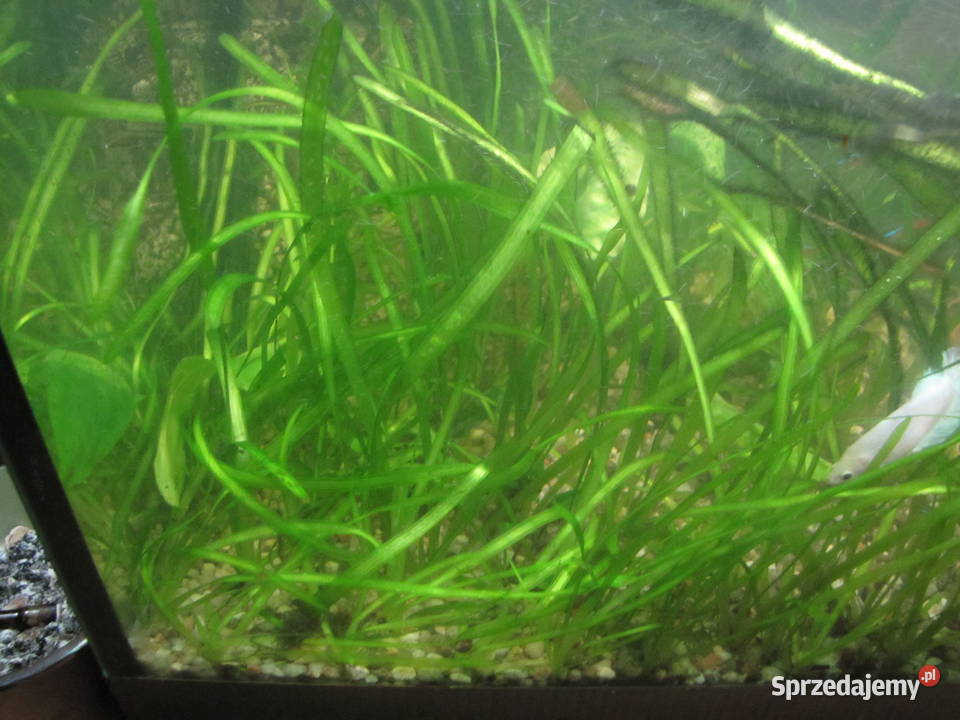 Trawka nurzaniec Ryby Toruń