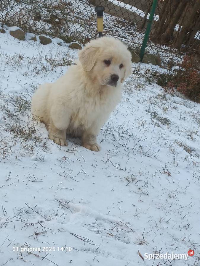 Owczarek podhalański