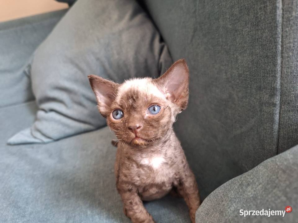 Czekoladowy kocurek devon rex Warszawa