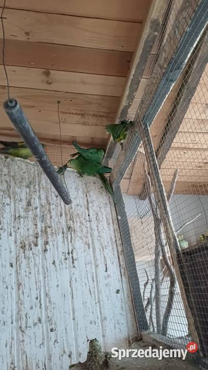 Sprzedam papugi Barabandy Opalenica