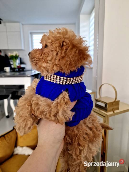 Pudelki toy do odbioru tatus FCI Pozostałe