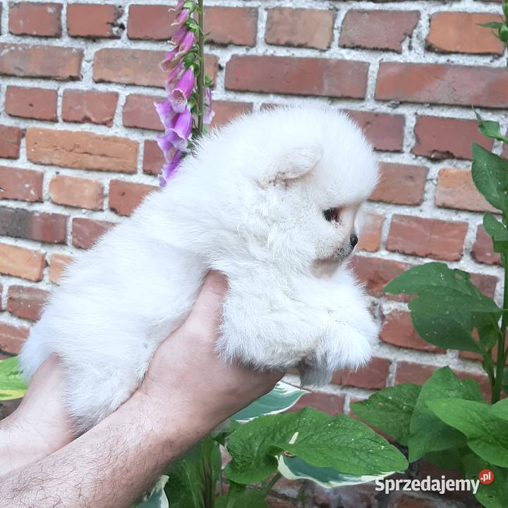 Szpic miniaturowy pomeranian rewelacyjny piesek Pabianice