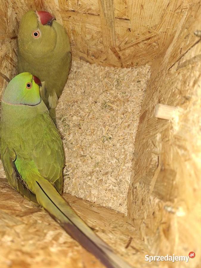 Aleksandretty obrożne para lęgowa Otyń