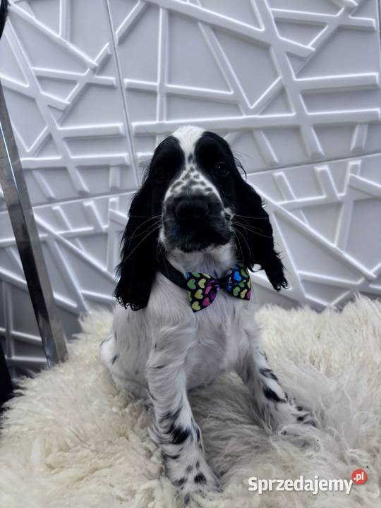 Cocker spaniel angielski Żelazków sprzedam